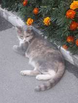 Отдам в добрые, заботливые руки