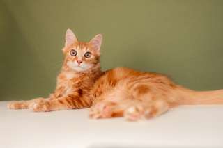 Рыжий, прелестный котенок Шон в добрые руки