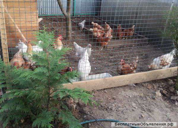 Домашние куриные яйца