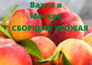 Сборщик урожая Вахта в Москве с питанием
