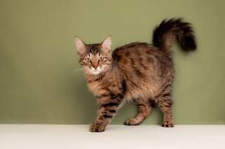 Полосатый котик Гелик в добрые руки