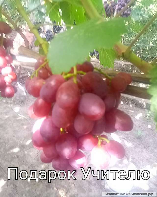 Саженцы и черенки винограда десертных сортов