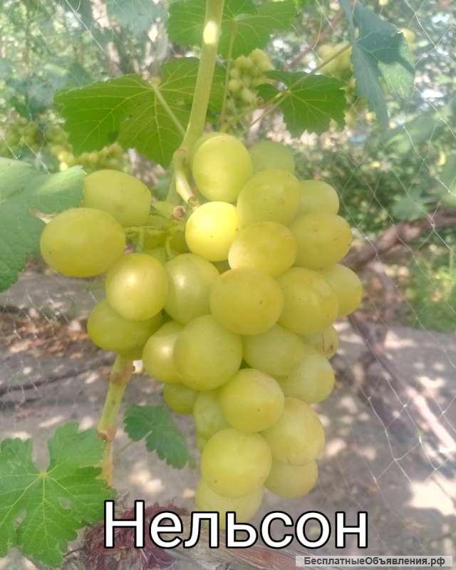 Саженцы и черенки винограда десертных сортов