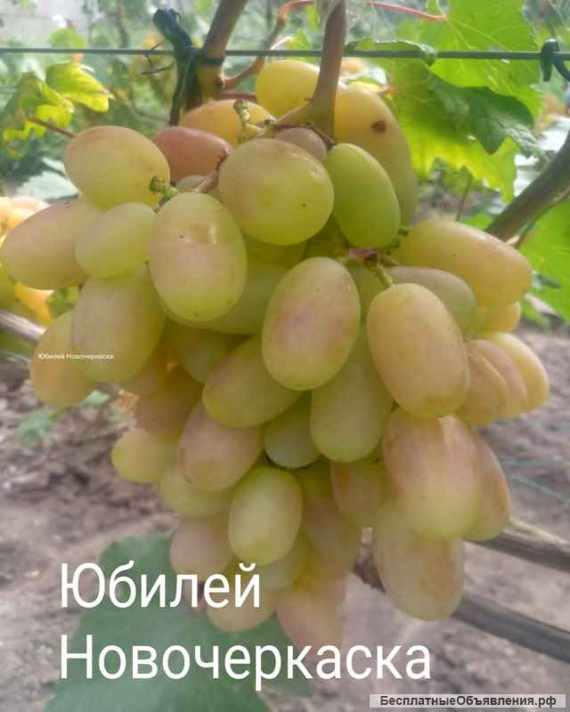 Саженцы и черенки винограда десертных сортов