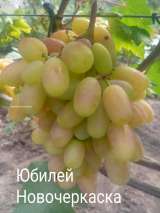 Саженцы и черенки винограда десертных сортов