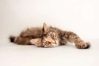 Смешная большеглазая котенок Лемура в добрые руки