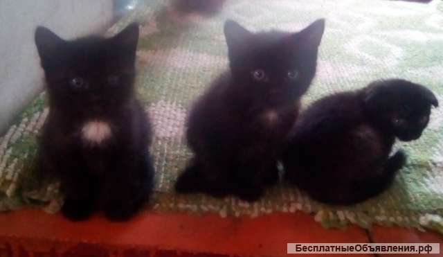 Отдам бесплатно месячных котят