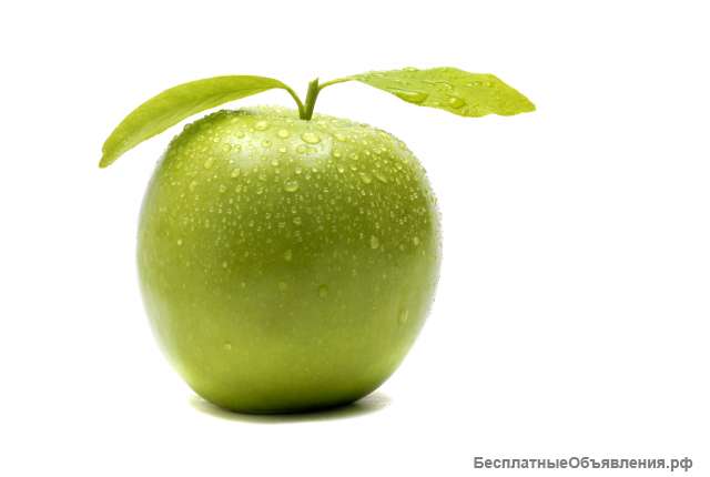 Требуются сборщики яблок с проживанием и питанием