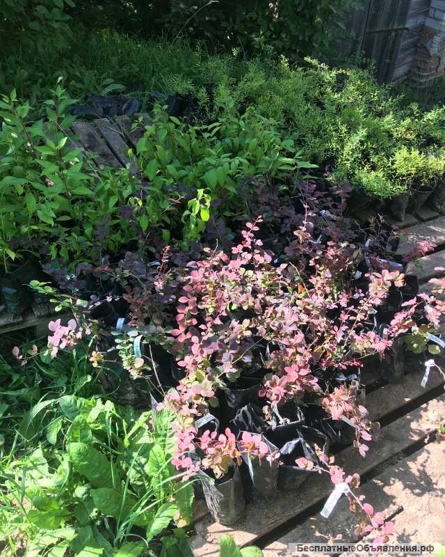 Недорогие саженцы декоративных кустарников