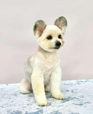 Нежная и милая собачка Милана в добрые руки