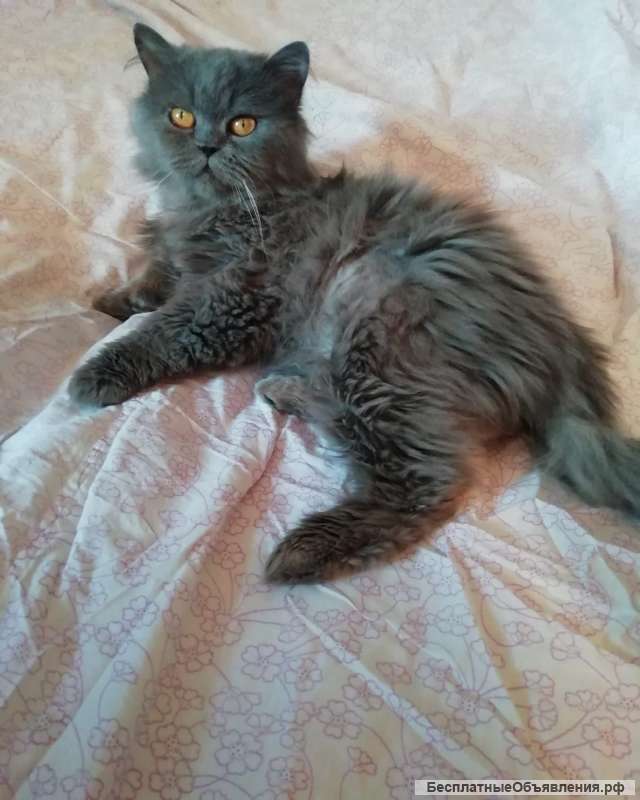 Шикарнейший кот Перс в добрые руки