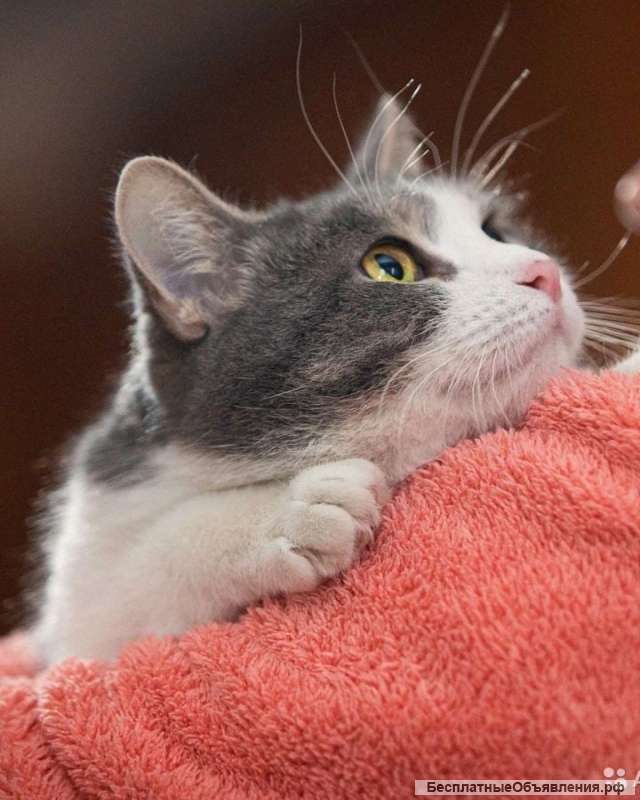 Мотя ищет дом