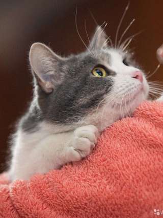 Мотя ищет дом