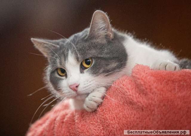 Мотя ищет дом