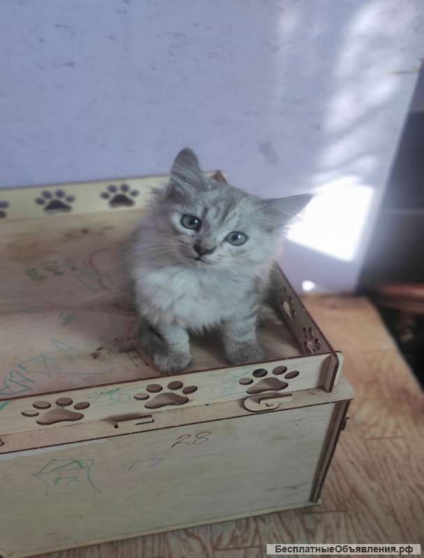 Котята в дар