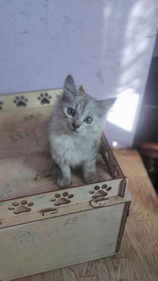 Котята в дар