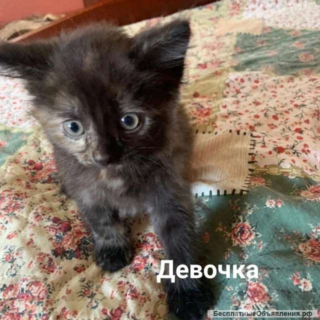 Котята в дар