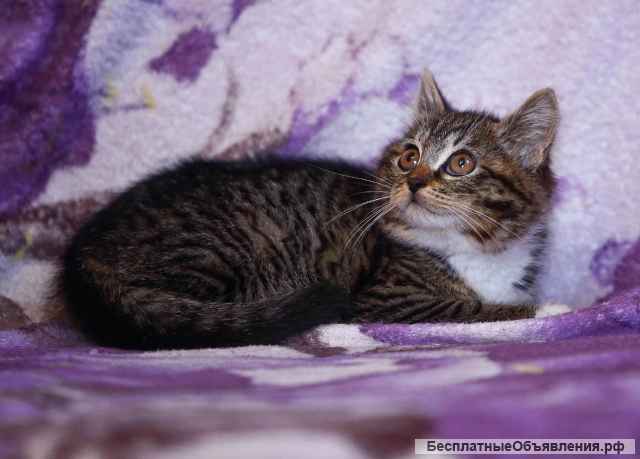 Котята в дар