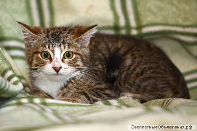 Котята в дар