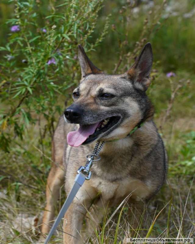 Замечательная некрупная собачка Шейла в добрые руки