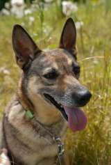 Замечательная некрупная собачка Шейла в добрые руки