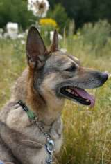 Замечательная некрупная собачка Шейла в добрые руки