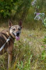 Замечательная некрупная собачка Шейла в добрые руки