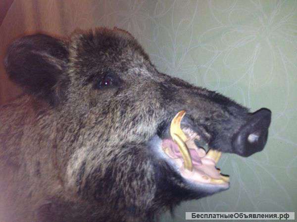 Чучело дикого кабана "Жорика"