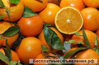 Апельсины (Египет)