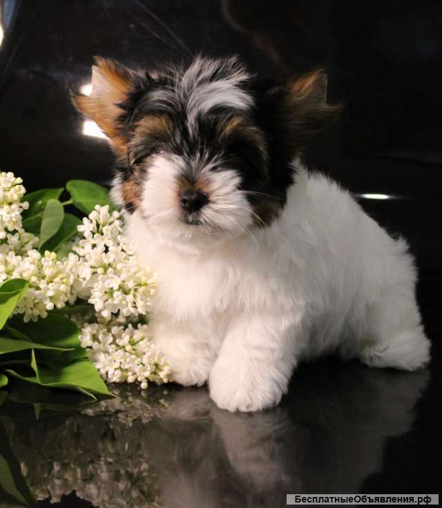 Щенка бивера