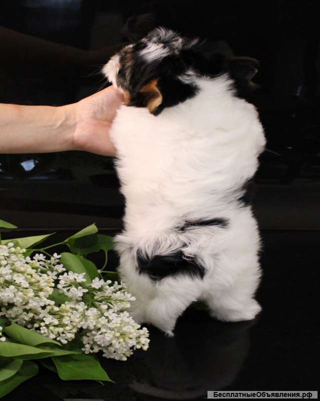 Щенка бивера