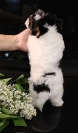 Щенка бивера