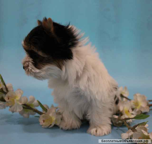 Щенка бивера