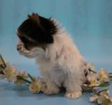 Щенка бивера