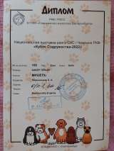 Щенка бивера