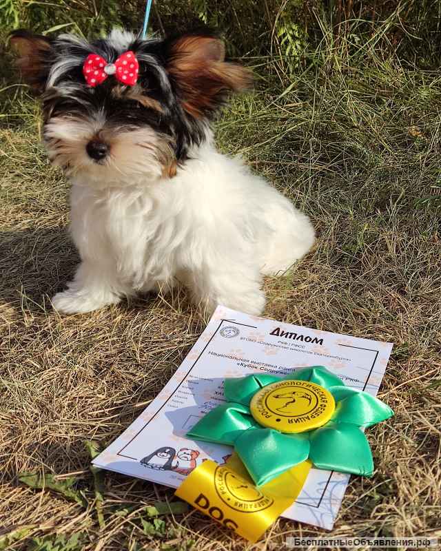 Щенка бивера