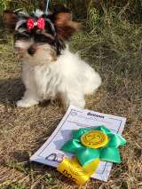 Щенка бивера