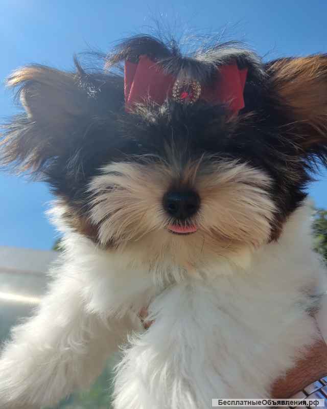 Щенка бивера