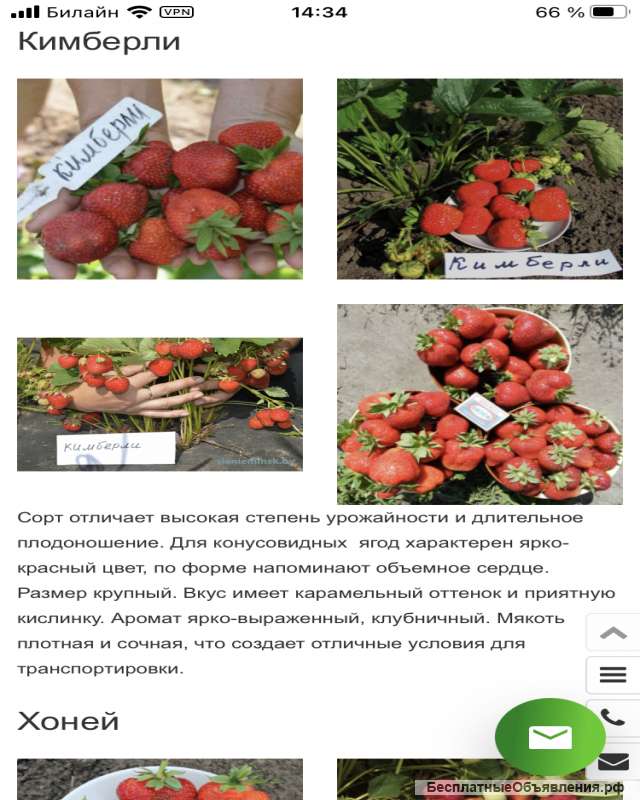 Рассаду элитных сортов клубники