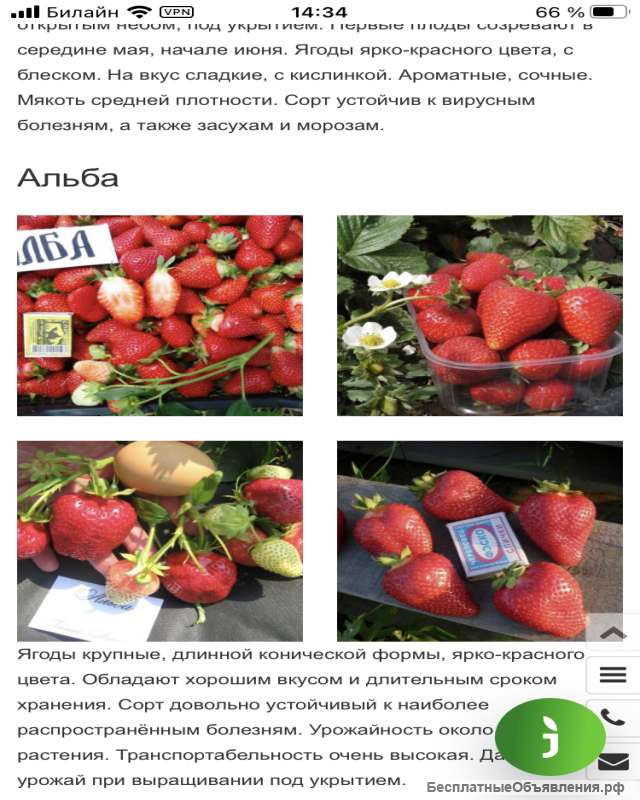 Рассаду элитных сортов клубники