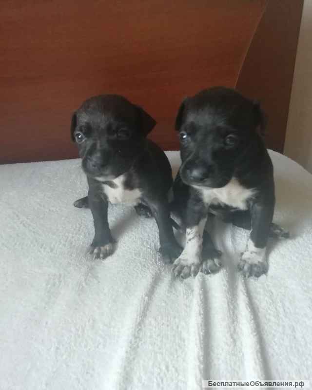 Щенки АСТ
