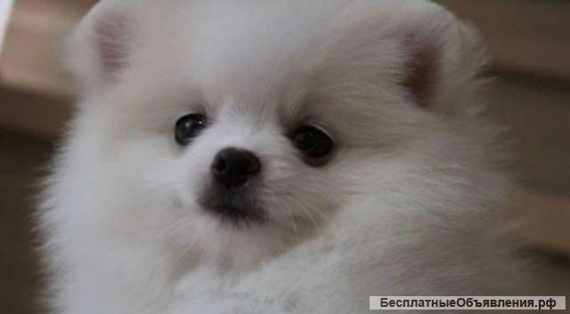 Померанец шпиц мини