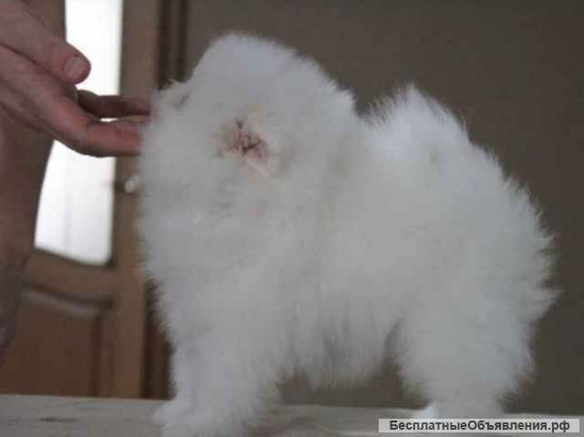 Померанец шпиц мини