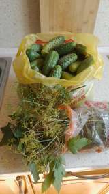 Свежие огурцы