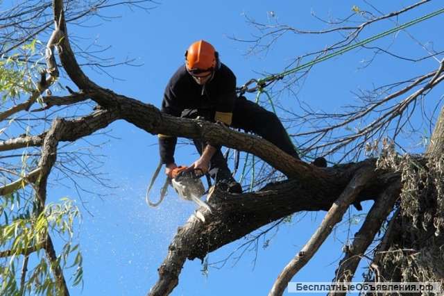 Кронирование и удаление деревьев