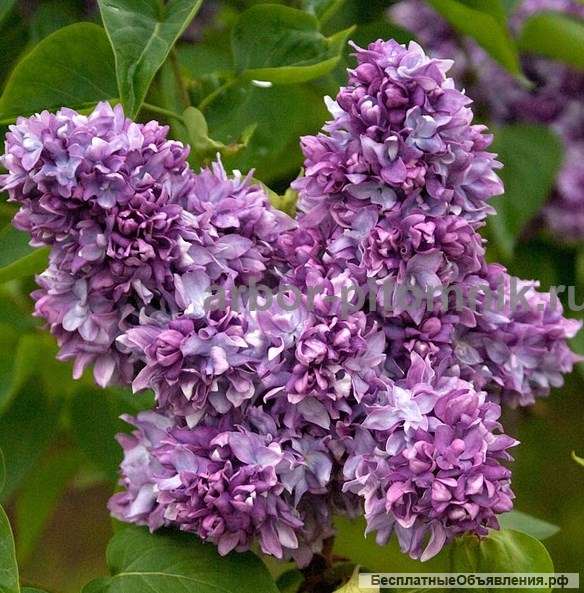 Саженцы и крупномеры сирени из подмосковного питомника, здоровые и крепкие растения