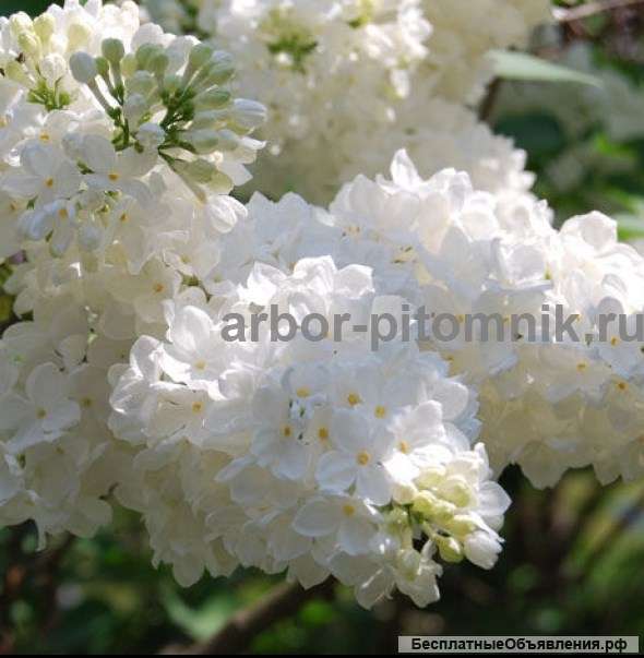 Саженцы и крупномеры сирени из подмосковного питомника, здоровые и крепкие растения