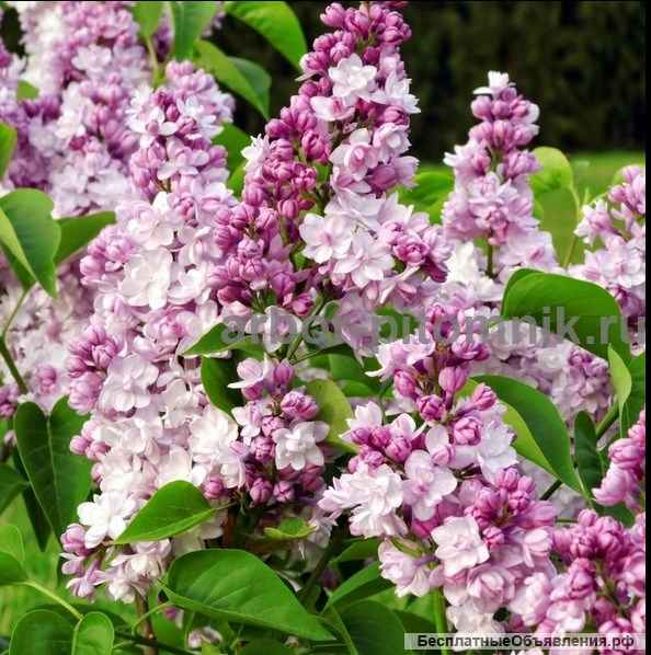 Саженцы и крупномеры сирени из подмосковного питомника, здоровые и крепкие растения