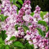 Саженцы и крупномеры сирени из подмосковного питомника, здоровые и крепкие растения