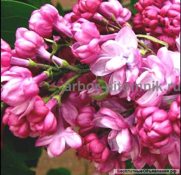 Саженцы и крупномеры сирени из подмосковного питомника, здоровые и крепкие растения